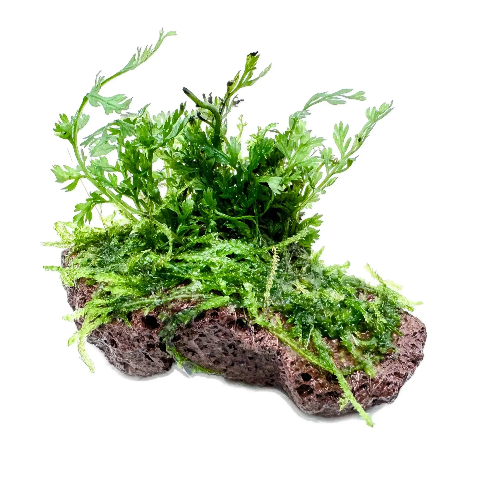 Bolbitus On Mini Lava Rock with Moss