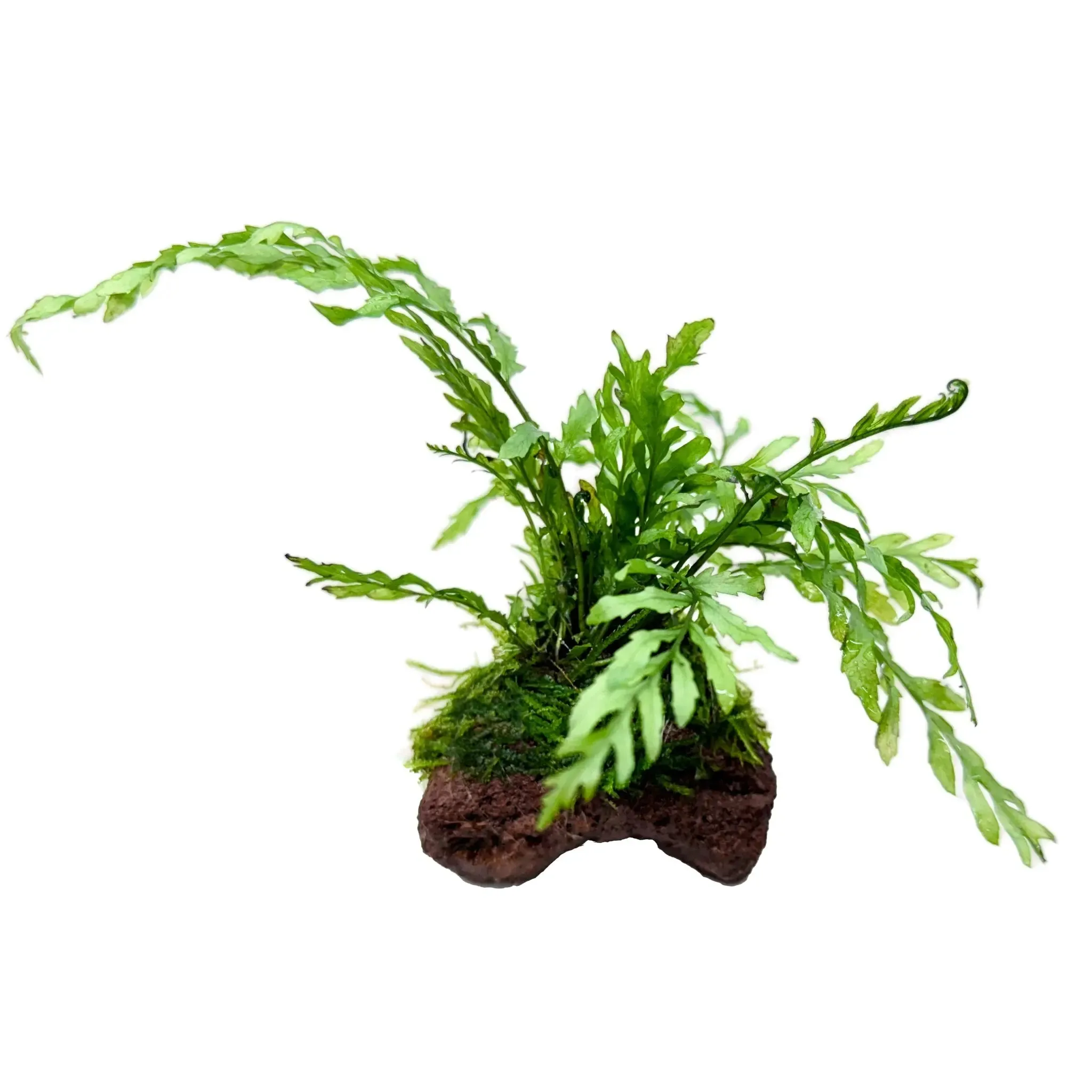Bolbitus On Mini Lava Rock with Moss