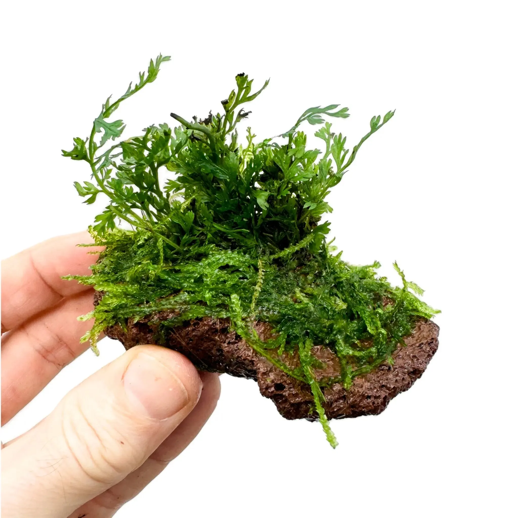Bolbitus On Mini Lava Rock with Moss