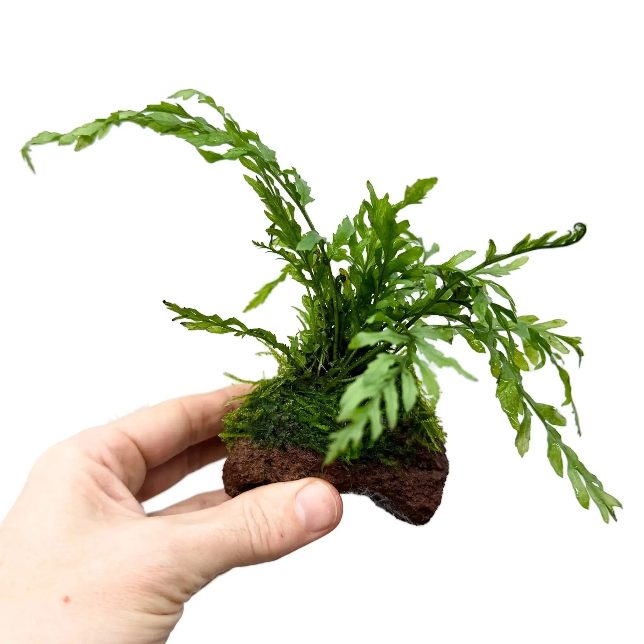 Bolbitus On Mini Lava Rock with Moss